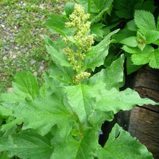 Guter Heinrich [Chenopodium bonus-henricus]