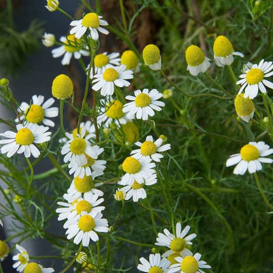<tc>Chamomile [Matricaria recutita]</tc>
