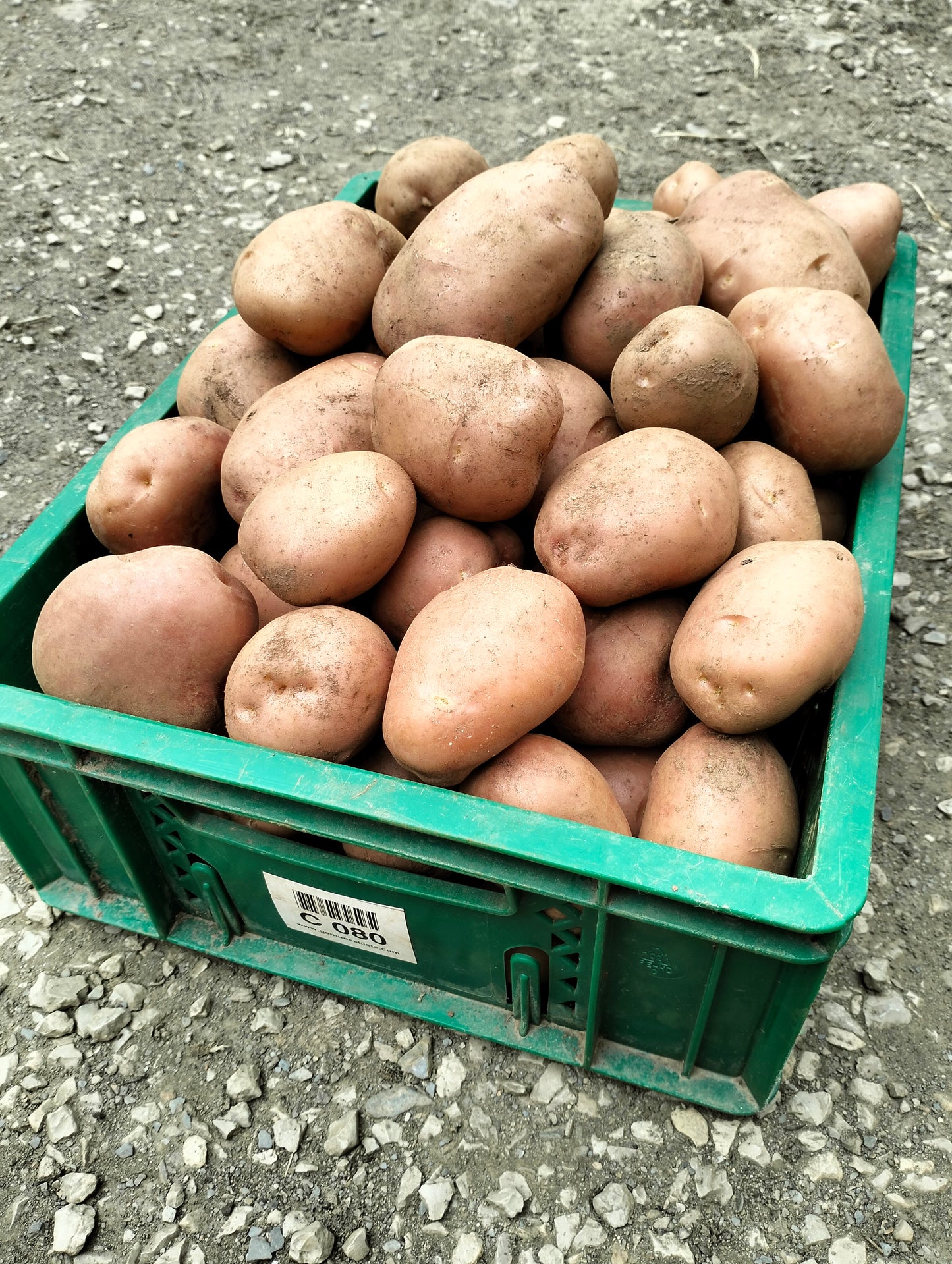 Potato Désirée [solanum tuberosum]