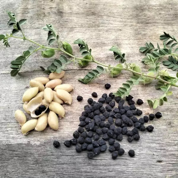 Kichererbse 'Black Kabuli', Cicer arietinum Samen – seltene, tiefschwarze Kabuli‑Variante mit mittelgroßen, rundlichen Körnern, und nussig‑würzigem Aroma