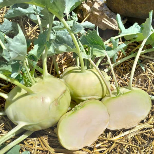 Kohlrabi Lanro [Brassica oleracea var. gongylodes]