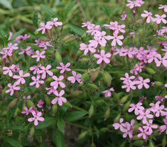 Creeping Soapwort [Saponaria ocymoides]