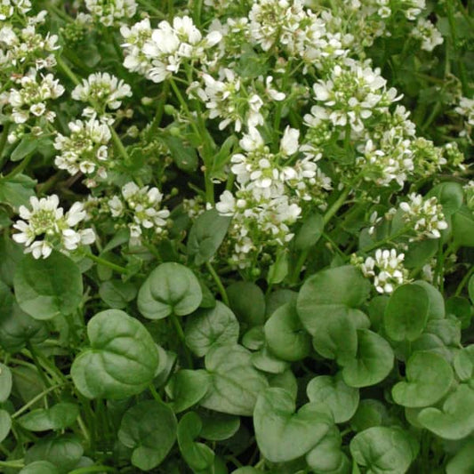 Spoon herb [Cochlearia officinalis]