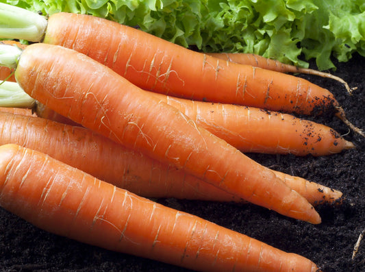 Carrot Rothild [daucus carota]
