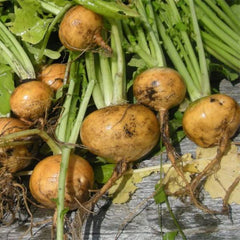 <tc>May Turnip Golden Ball [Brassica rapa subsp. rapa var. majalis]</tc>