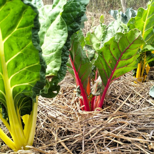 Acelga Rainbow [Beta vulgaris]