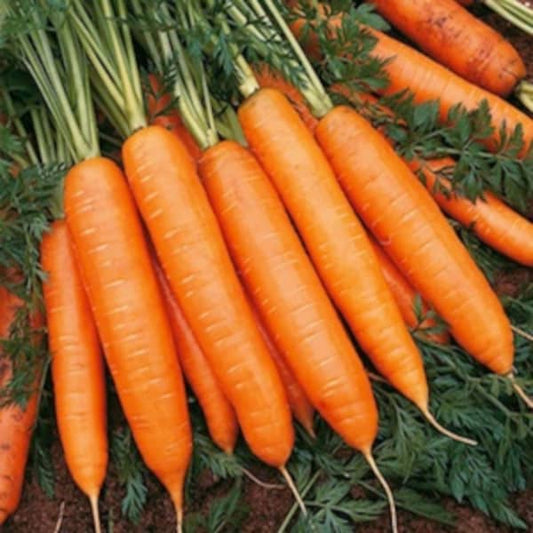 Rodelika de cenoura [Daucus carota]