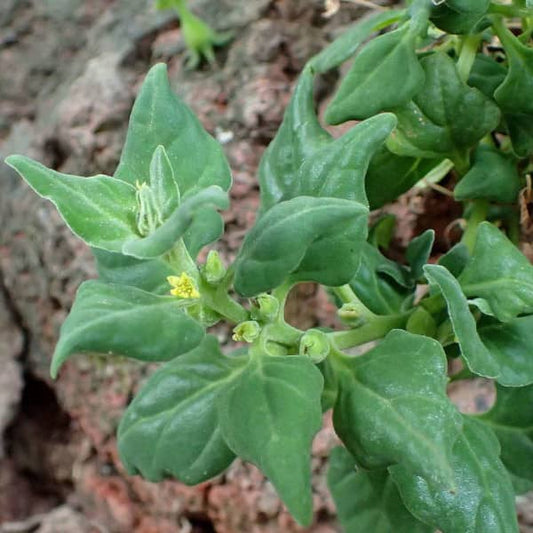 Espinafres da Nova Zelândia [Tetragonia tetragonioides]