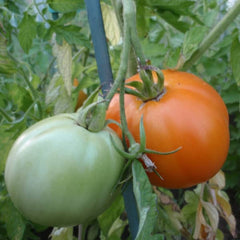 Ochsenherztomate Orange [Solanum lycopersicum]