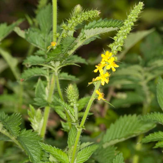 <tc>Common Agrimony [Agrimonia eupatoria]</tc>