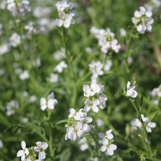 Ölrettich - Gründüngung [Raphanus sativus var. oleiformis]