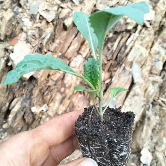 Black Kale Nero Di Toscana [Brassica oleracea var. palmifolia]