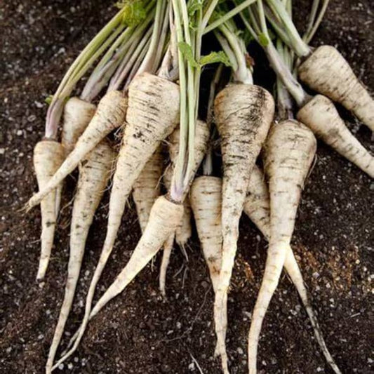 Parsnip Half Length White [Pastinaca sativa]