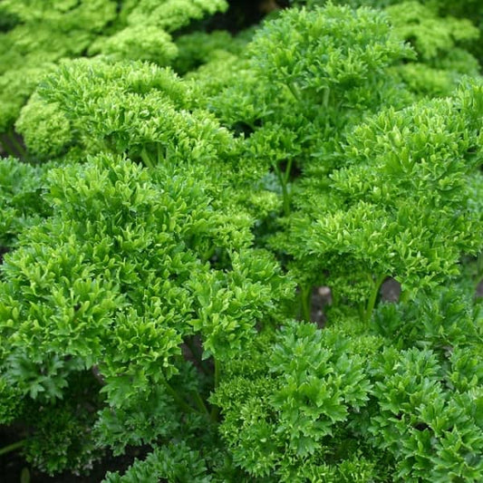 Curly Parsley Mooskrause [Petroselinum crispum]