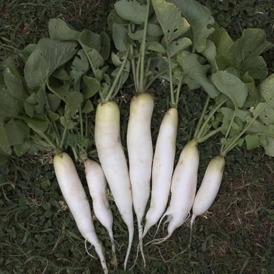 Radish White Icicle [Raphanus sativus]