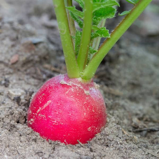 Radish Sora [Raphanus sativus]