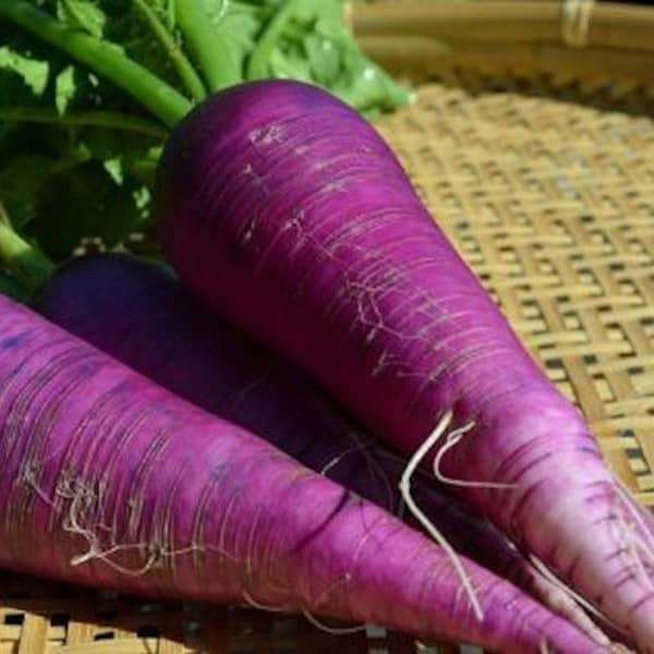 Rettich 'Blauer Herbst und Winter' - Raphanus sativus var. niger