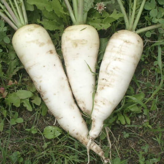 Summer Radish Zürcher Markt [Raphanus sativus]