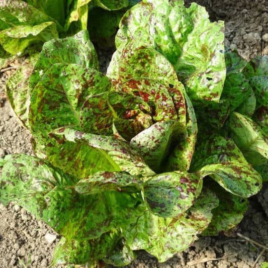 Römersalat Forellenschluss [Lactuca sativa var. romana]