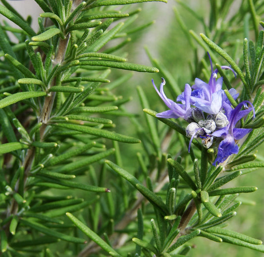 Rosemary [Rosmarinus officinalis]