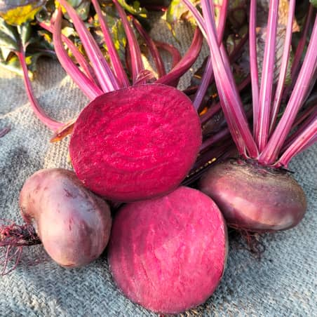 Beetroot Egyptian Platt round [Beta vulgaris]