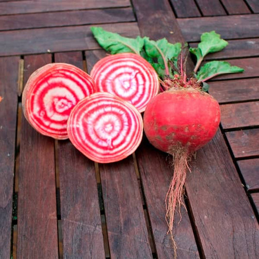 Rote Bete Tonda di Chioggia [Beta vulgaris]