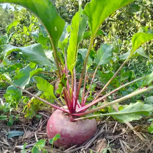 <tc>'Tondo di Chioggia' Red Beetroot - Beta vulgaris</tc>