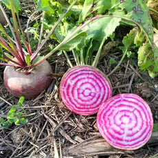 Rote Bete 'Tondo di Chioggia' - Beta vulgaris