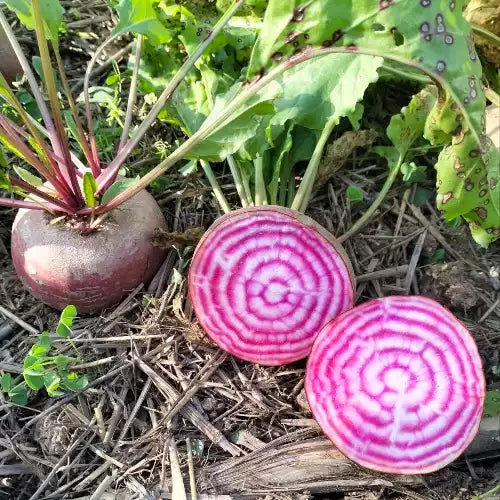 Rote Bete 'Tondo di Chioggia' - Beta vulgaris