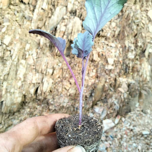 Repolho Pontudo Vermelho Kalibos [Brassica oleracea var. capitata f. alba]