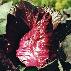 Red Pointed Cabbage ‘Kalibos’ shown as a vibrant red pointed cabbage, with tightly layered leaves and a glossy surface, photographed for Benjis Seeds.