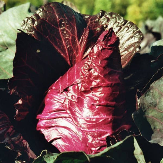 Red pointed cabbage Kalibos [Brassica oleracea var.  Capitata f. alba]