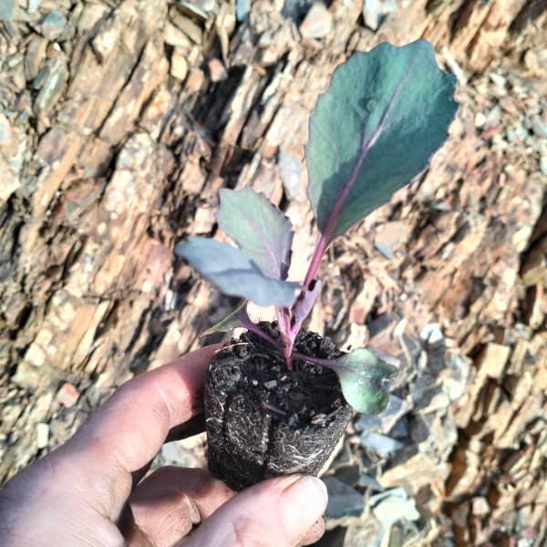 Rotkohl Rodynda [Brassica omeracea convar.  Happened var.  rubra]