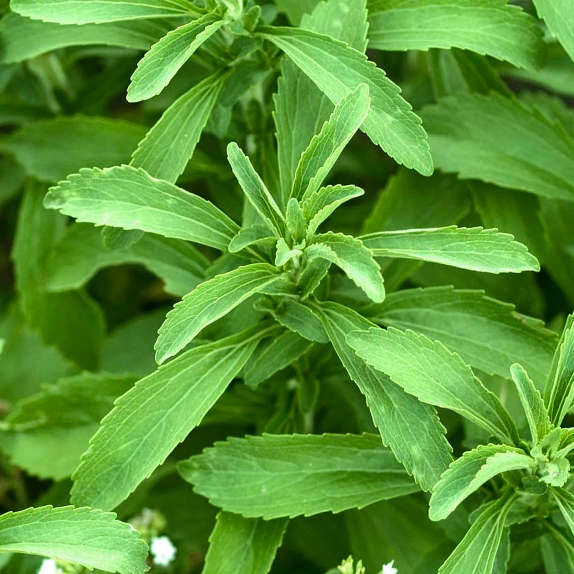 Stevia [Stevia rebaudiana]