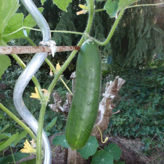 Cucumber Tanja [Cucumis sativus]