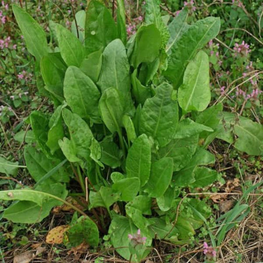 Alazão [Rumex acetosa]