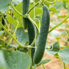 <tc>Snake Cucumber Arola [Cucumis sativus]</tc>