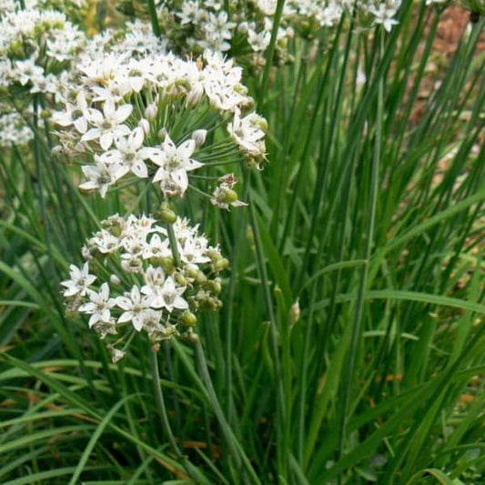 Cebolinha Alho [Allium tuberosum]