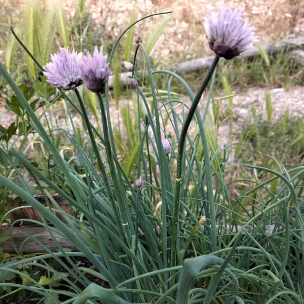 <tc>Chives [Allium schoenoprasum]</tc>