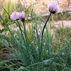 Schnittlauch [Allium schoenoprasum]