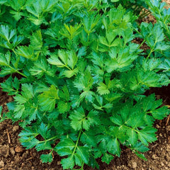 Schnittsellerie Gewöhnlicher Schnitt [Apium graveolens var. secalinum]
