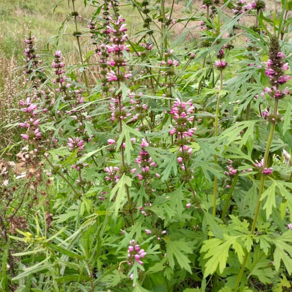 Sibirisches Herzgespann - Marihuanilla [Leonurus sibiricus]