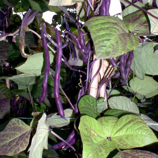 Feijão Corredor Blauhilde [Phaseolus vulgaris]