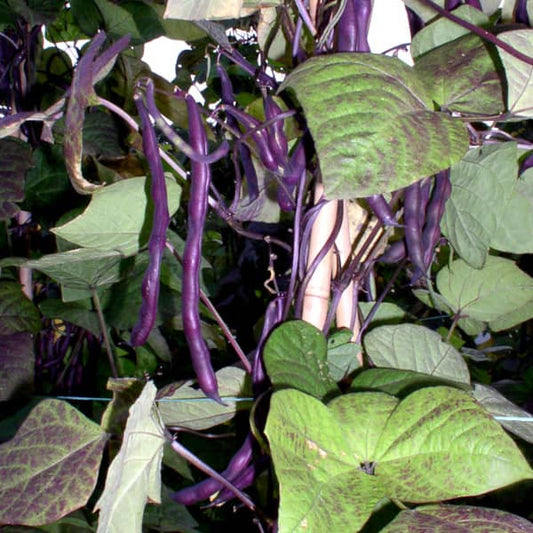 Stangenbohne Blauhilde [Phaseolus vulgaris]