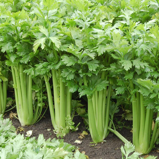 Celery Stalk Tall Utah [Apium graveolens var. dulce]