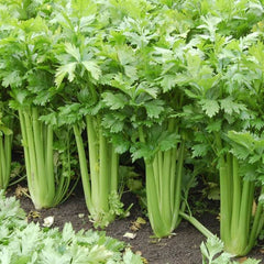 <tc>Celery Stalk Tall Utah [Apium graveolens var. dulce]</tc>