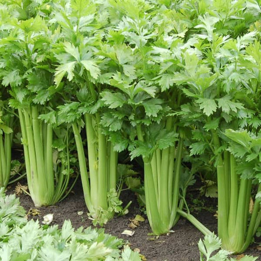 <tc>Celery Stalk Tall Utah [Apium graveolens var. dulce]</tc>