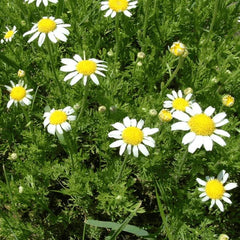 Teppich Kamille - Duftkamille [Anthemis nobilis]