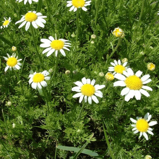 Camomila romana [Anthemis nobilis]