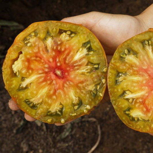 Fleischtomate Ananas Noire – mehrfarbige Frucht, belgische Sorte